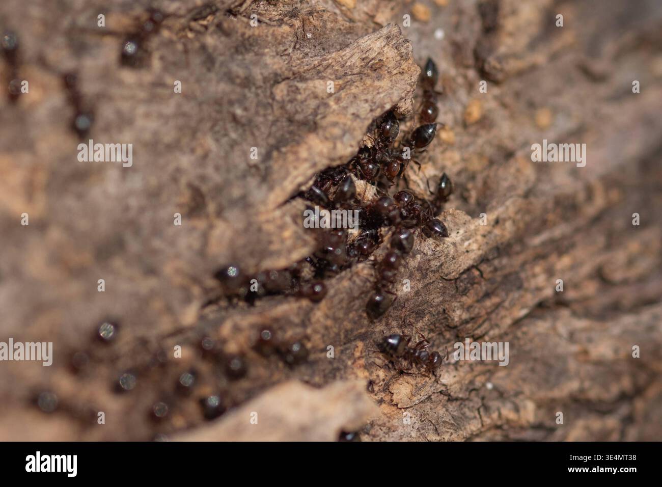 Ameisen in Nea Artaki am 8. April 2026. GREECE - EUBOEA - CHALKIDA - NEA  ARTAKI - INSECT Stock Photo - Alamy