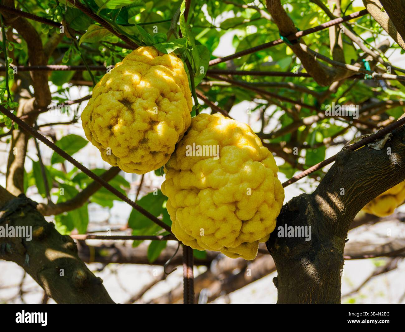 Citrus, Pompeii, Italy Stock Photo