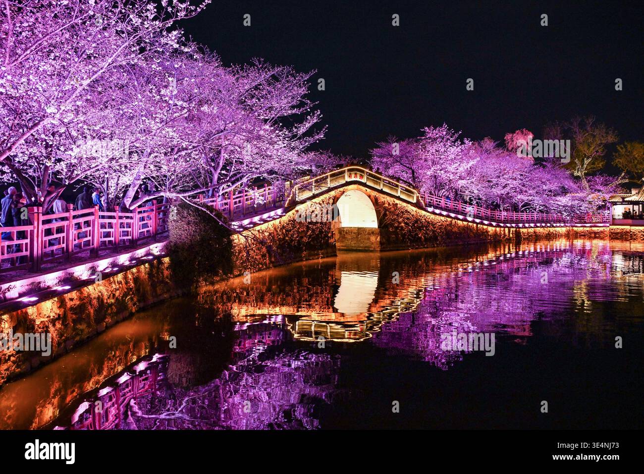 wuxi-china-march-28-2026-tourists-watch-cherry-blossoms-in-full