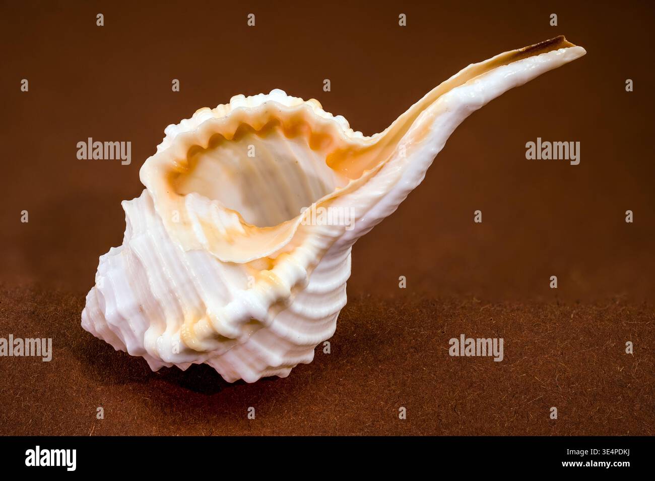 Studio macro photography of a Tibia fusus shell on a brown surface ...