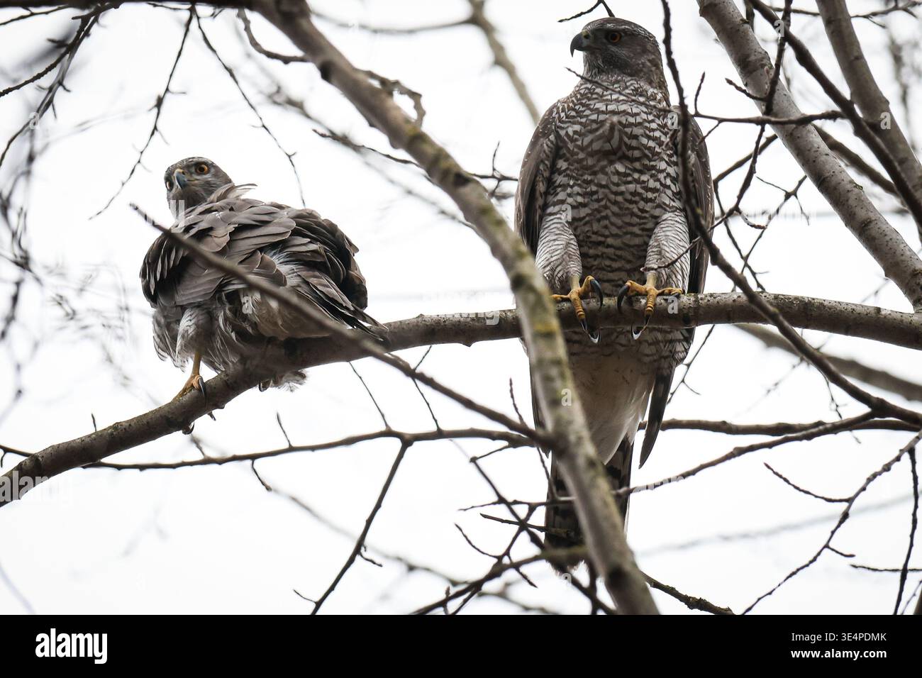 Russian Hawks Raptors March 26, 2026, St. Petersburg, Russia: A pair of Northern Goshawks ...