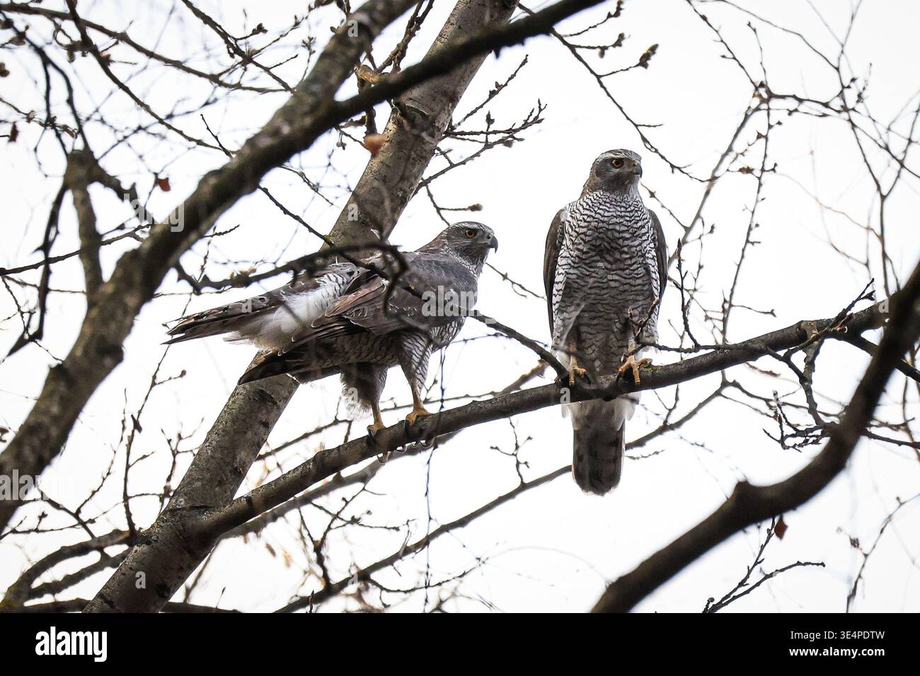 Russian Hawks Raptors March 23, 2026, St. Petersburg, Russia: A pair of Northern Goshawks ...