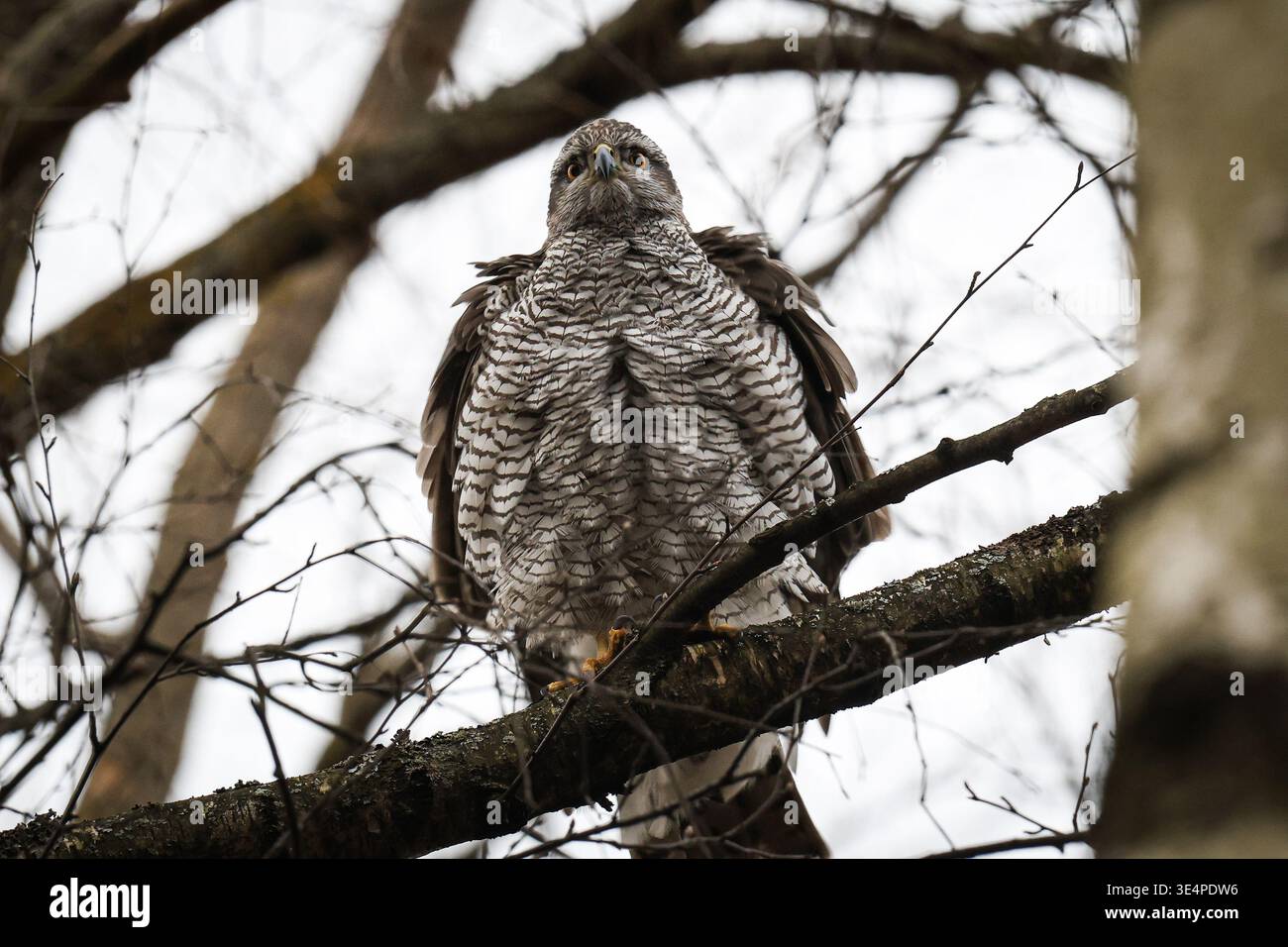 Russian Hawks Raptors March 26, 2026, St. Petersburg, Russia: A Northern Goshawk (Accipiter ...