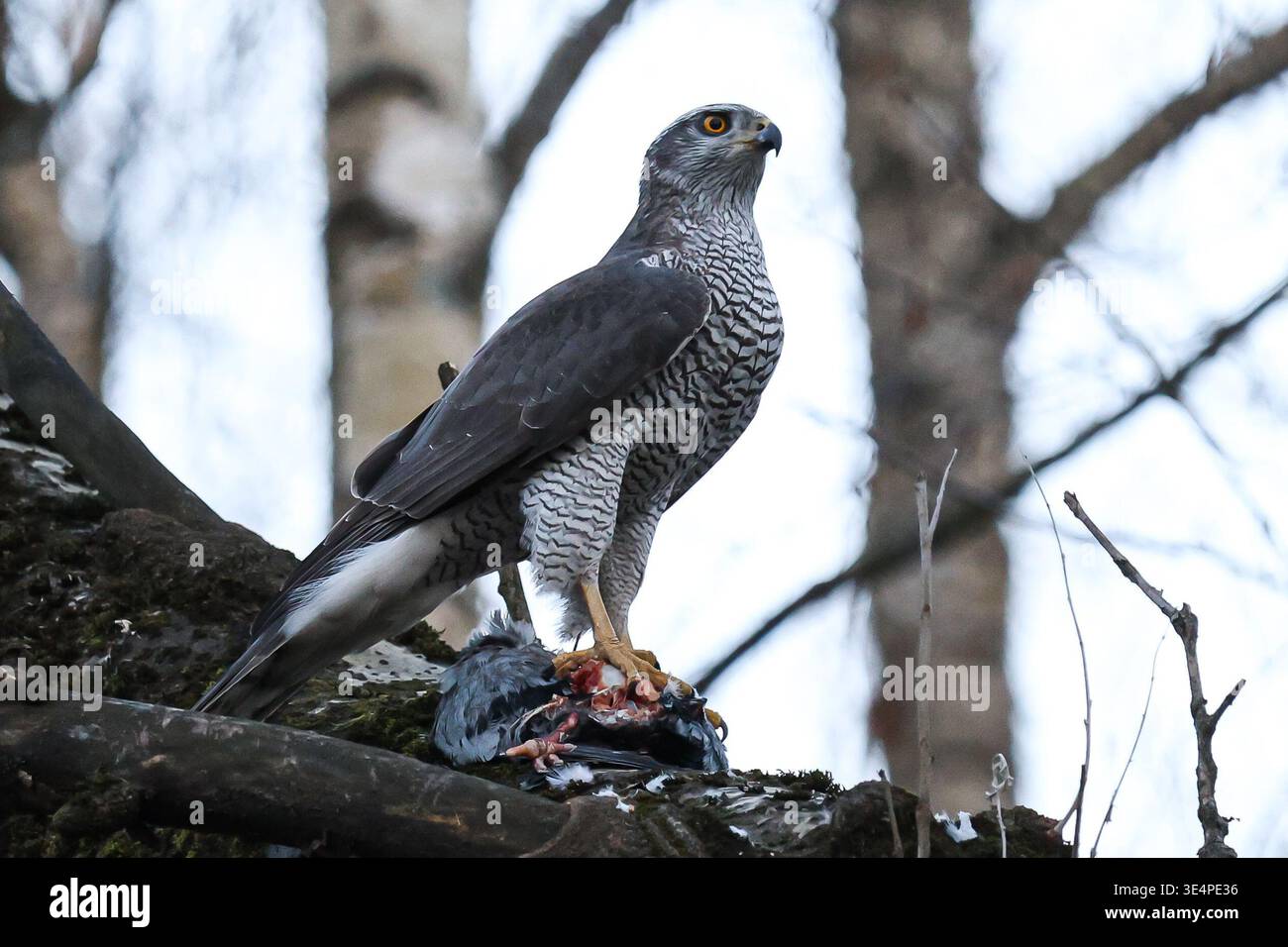 Russian Hawks Raptors March 24, 2026, St. Petersburg, Russia: A Northern Goshawk (Accipiter ...
