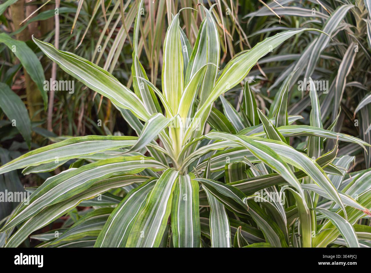 dracaena marginata large 7-10FT Dracaena Marginata Stump main image 1