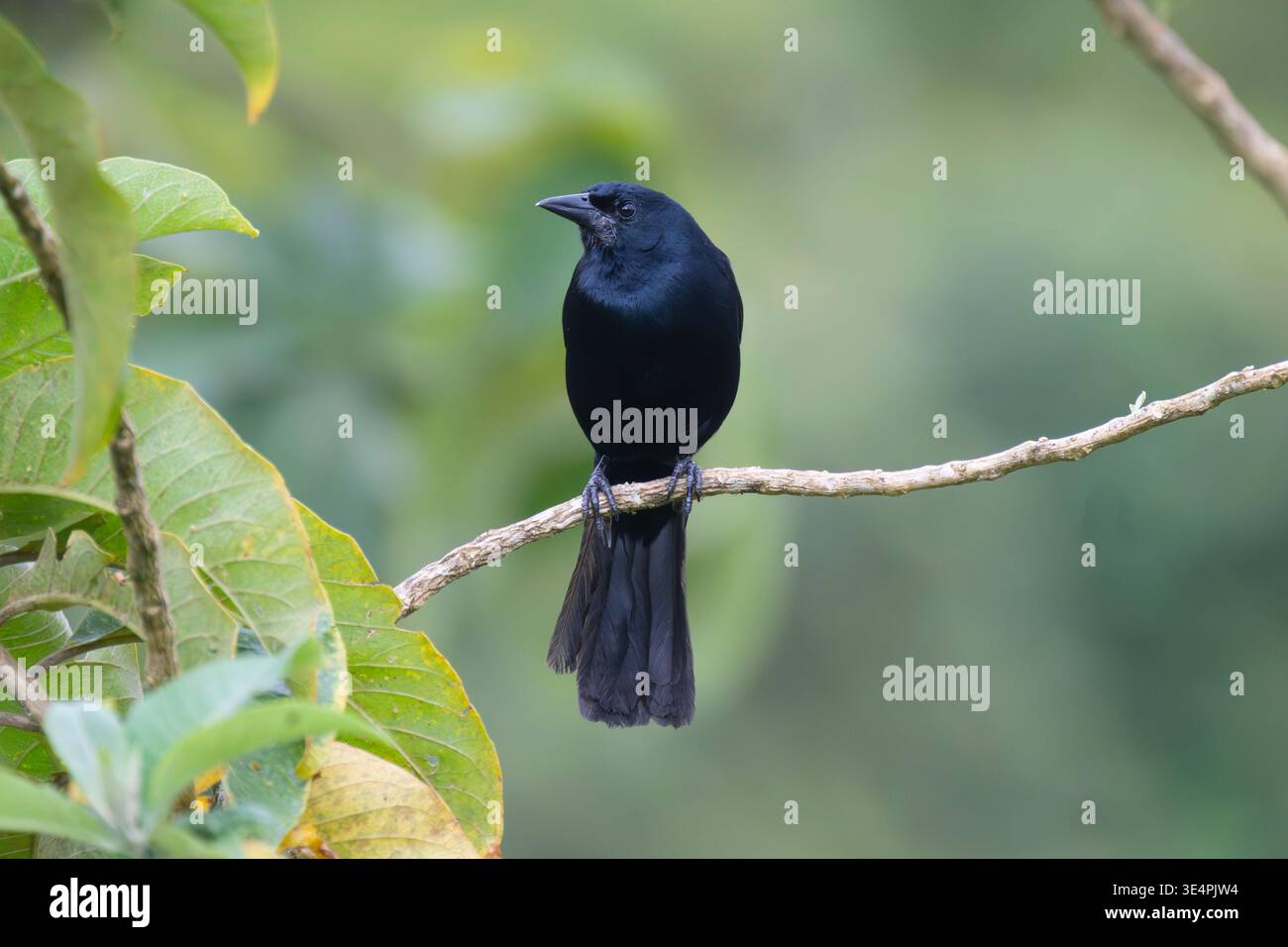 Melodious Blackbird (Dives dives) perched in the forest, Costa Rica Stock Photo