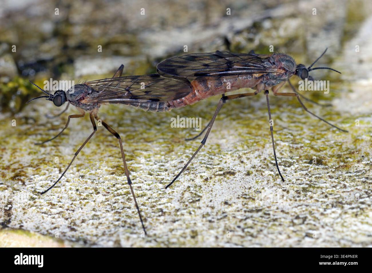 Wood gnat fly in the family Anisopodidae, Sylvicola genus. A mating ...