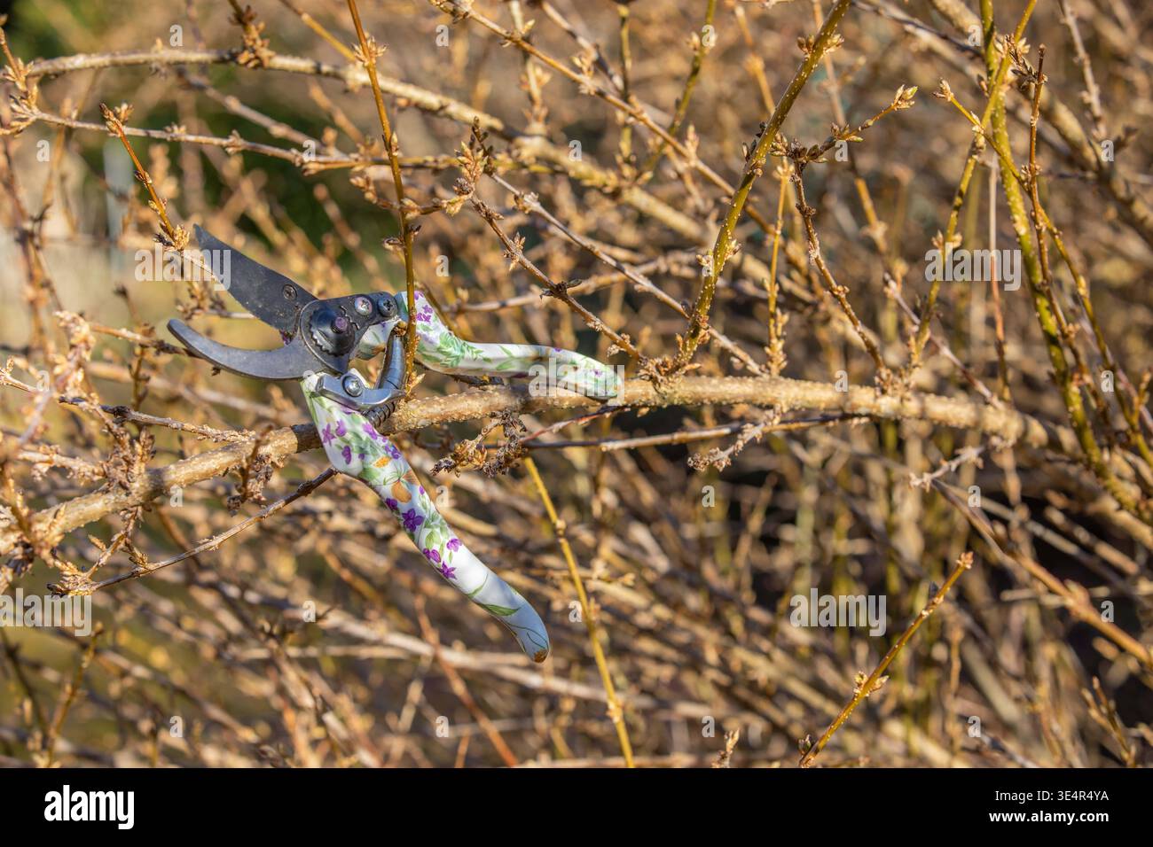 München, Deutschland 25.02.2026: Im Bild: Gartenschere liegt zwischen verzweigten Sträuchern mit frischen Knospen und zeigt typische Arbeiten beim Rückschnitt von Pflanzen im Garten. Die Szene steht exemplarisch für saisonale Pflegearbeiten wie Formschnitt, Auslichtung und Vorbereitung von Sträuchern auf die Wachstumsphase. Bayern *** Munich, Germany 25 02 2026 In the picture secateurs lie between branched shrubs with fresh buds and show typical work when pruning plants in the garden The scene is an example of seasonal maintenance work such as topiary, thinning out and preparing shrubs for the Stock Photo