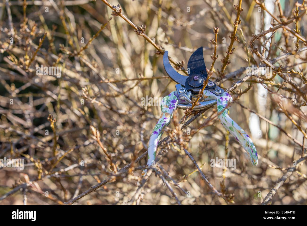 München, Deutschland 25.02.2026: Im Bild: Gartenschere liegt zwischen verzweigten Sträuchern mit frischen Knospen und zeigt typische Arbeiten beim Rückschnitt von Pflanzen im Garten. Die Szene steht exemplarisch für saisonale Pflegearbeiten wie Formschnitt, Auslichtung und Vorbereitung von Sträuchern auf die Wachstumsphase. Bayern *** Munich, Germany 25 02 2026 In the picture secateurs lie between branched shrubs with fresh buds and show typical work when pruning plants in the garden The scene is an example of seasonal maintenance work such as topiary, thinning out and preparing shrubs for the Stock Photo