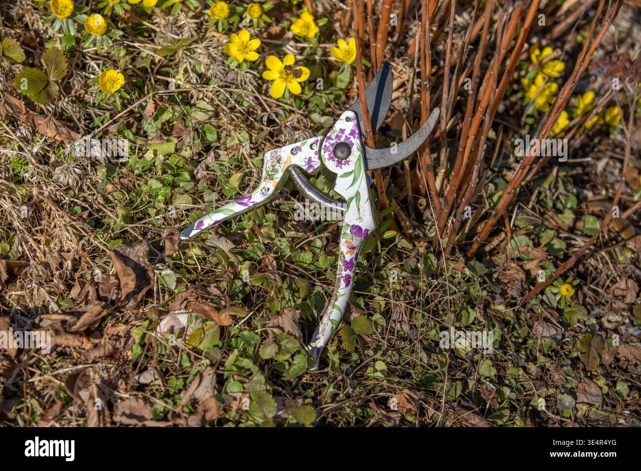 München, Deutschland 25.02.2026: Im Bild: Gartenschere liegt in einem Beet zwischen abgestorbenem Laub, Bodendeckern und ersten gelben Frühlingsblüten und zeigt typische Arbeiten beim Rückschnitt von Sträuchern und Pflanzen im Garten. Die Szene steht exemplarisch für saisonale Pflegearbeiten wie Auslichten, Formschnitt und Vorbereitung von Pflanzen auf die Wachstumsphase. Bayern *** Munich, Germany 25 02 2026 In the picture secateurs lie in a flower bed between dead leaves, ground cover and the first yellow spring flowers and show typical work when pruning shrubs and plants in the garden The s Stock Photo