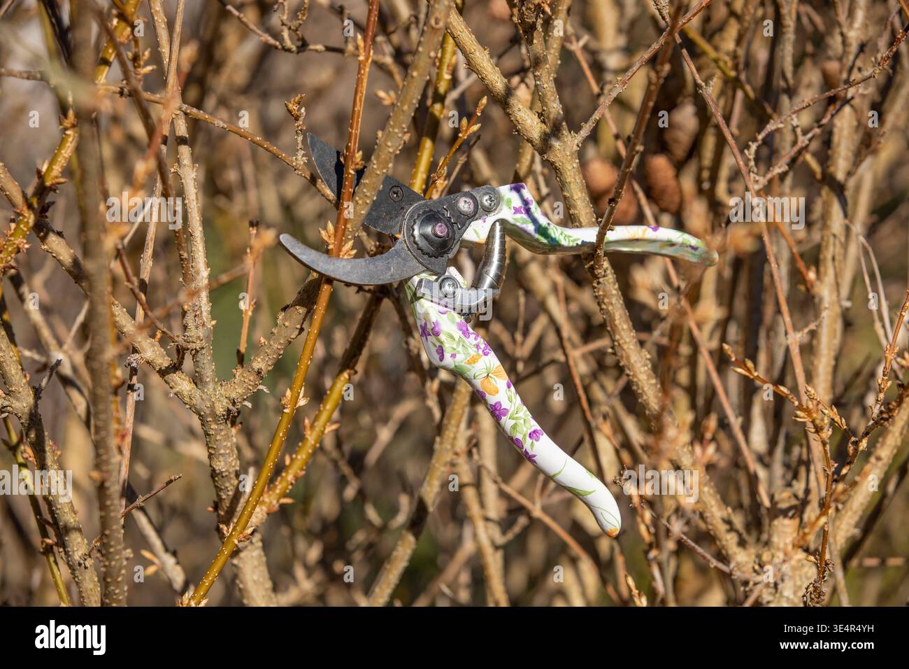 München, Deutschland 25.02.2026: Im Bild: Gartenschere liegt zwischen verzweigten Sträuchern mit frischen Knospen und zeigt typische Arbeiten beim Rückschnitt von Pflanzen im Garten. Die Szene steht exemplarisch für saisonale Pflegearbeiten wie Formschnitt, Auslichtung und Vorbereitung von Sträuchern auf die Wachstumsphase. Bayern *** Munich, Germany 25 02 2026 In the picture secateurs lie between branched shrubs with fresh buds and show typical work when pruning plants in the garden The scene is an example of seasonal maintenance work such as topiary, thinning out and preparing shrubs for the Stock Photo