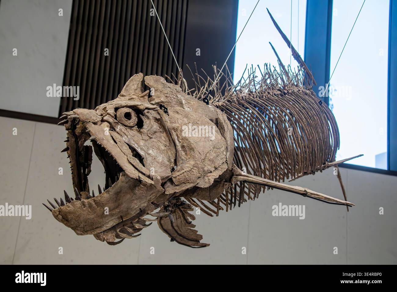 Natural history museum fossil fish hi-res stock photography and