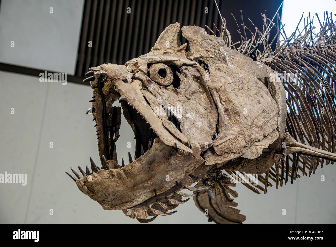 Abu dhabi  UAE 8th Feb 2026: Abu dhabi  UAE 8th Feb 2026: A Xiphactinus fossil at Abu Dhabi’s Natural History Museum reveals this swift Cretaceous pre Stock Photo