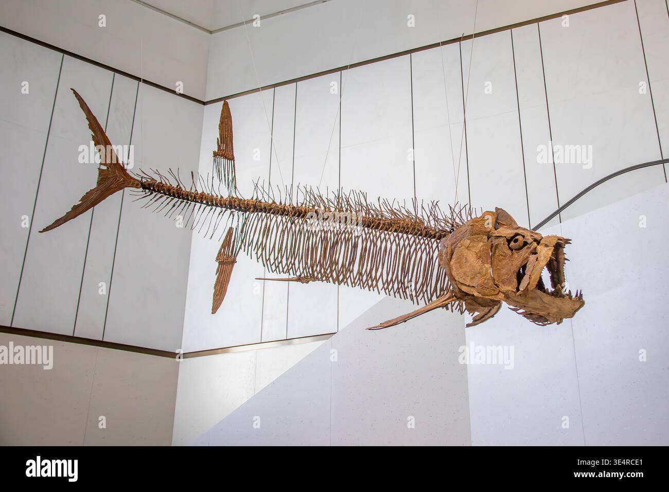 Natural history museum fossil fish hi-res stock photography and