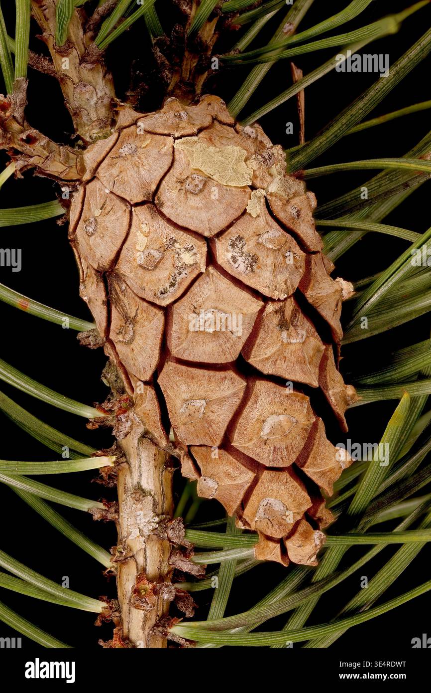 Pinus sylvestris seed hi-res stock photography and images - Alamy