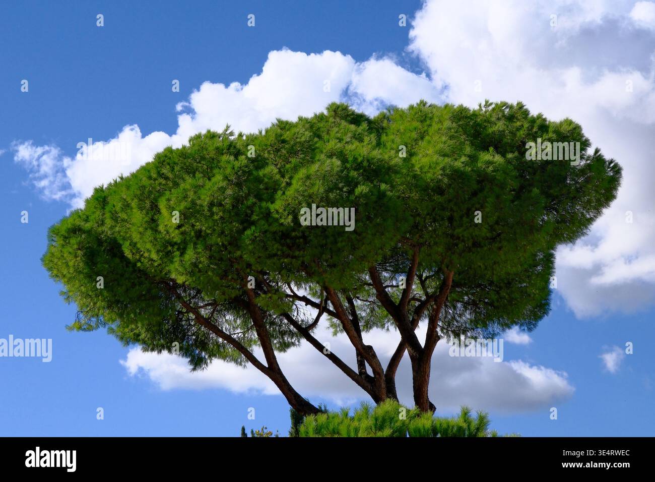 Umbrella pine tree hi-res stock photography and images - Alamy