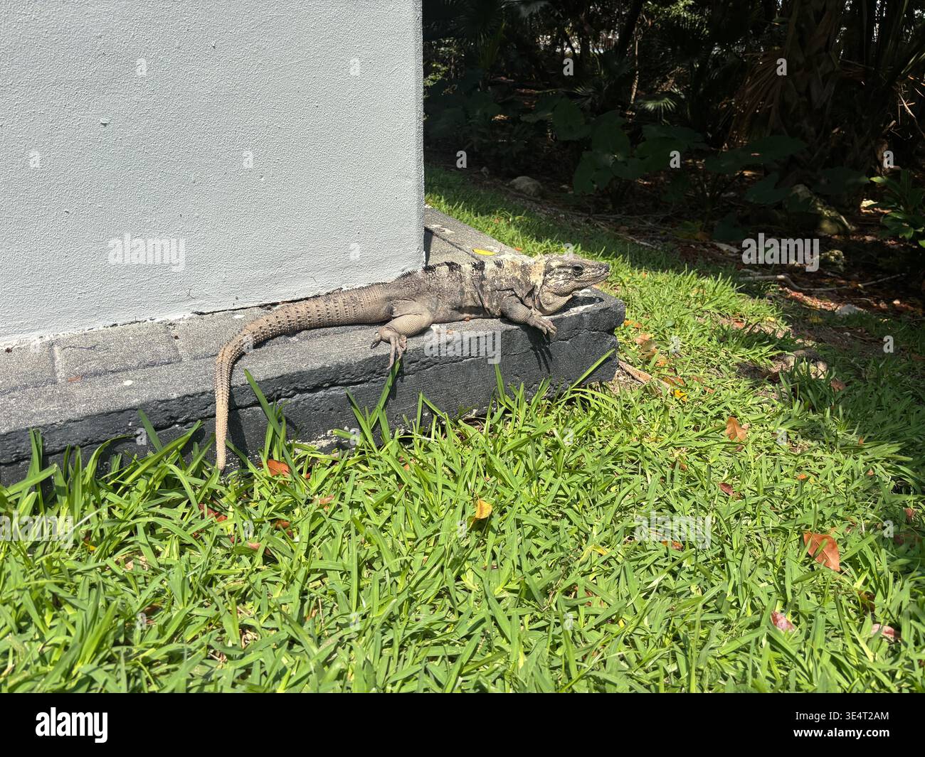 black spiny-tailed iguana basking on green grass, showing its distinct greyish body with dark dorsal bands and spiny scales. - Smartphone Captured Stock Image