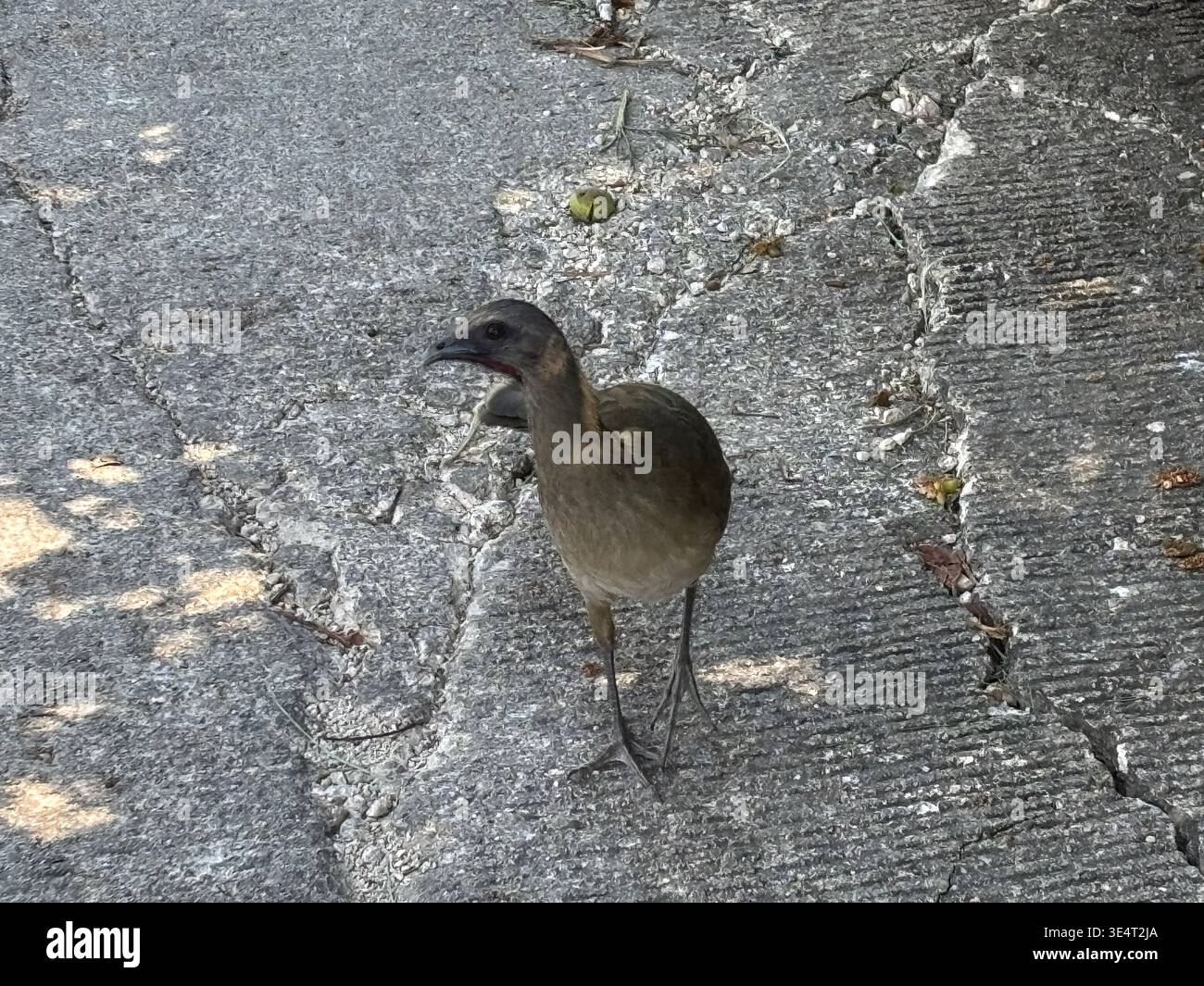 Plain chachalaca walking across cracked asphalt pavement. Stock Photo