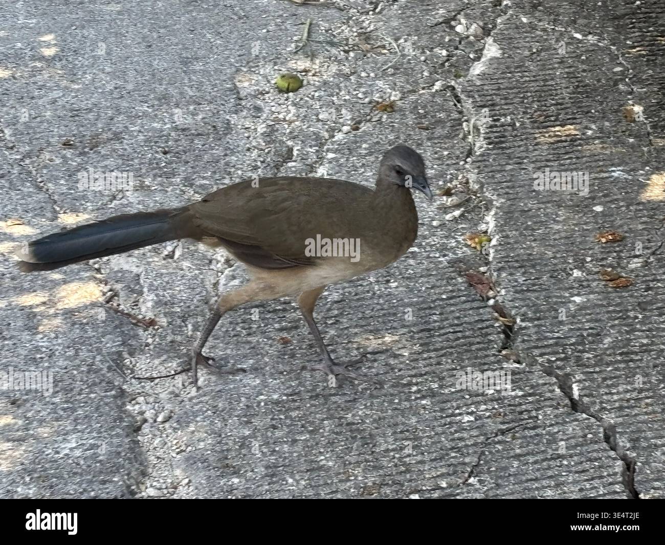 Plain chachalaca walking across cracked asphalt pavement. Stock Photo