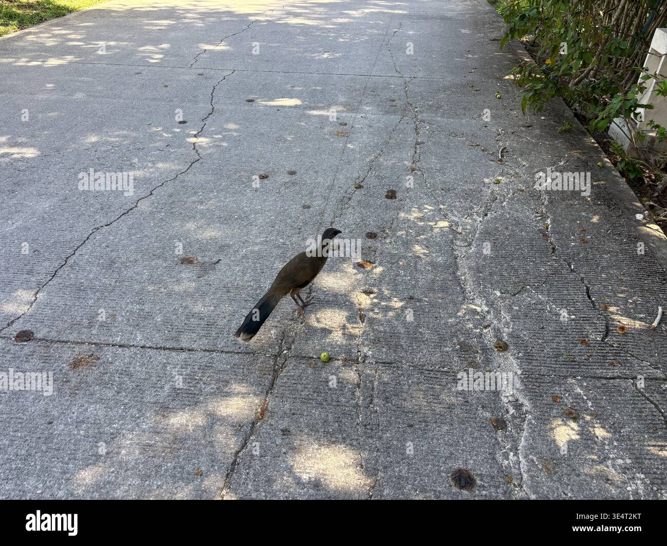 Plain chachalaca walking across cracked asphalt pavement. Stock Photo