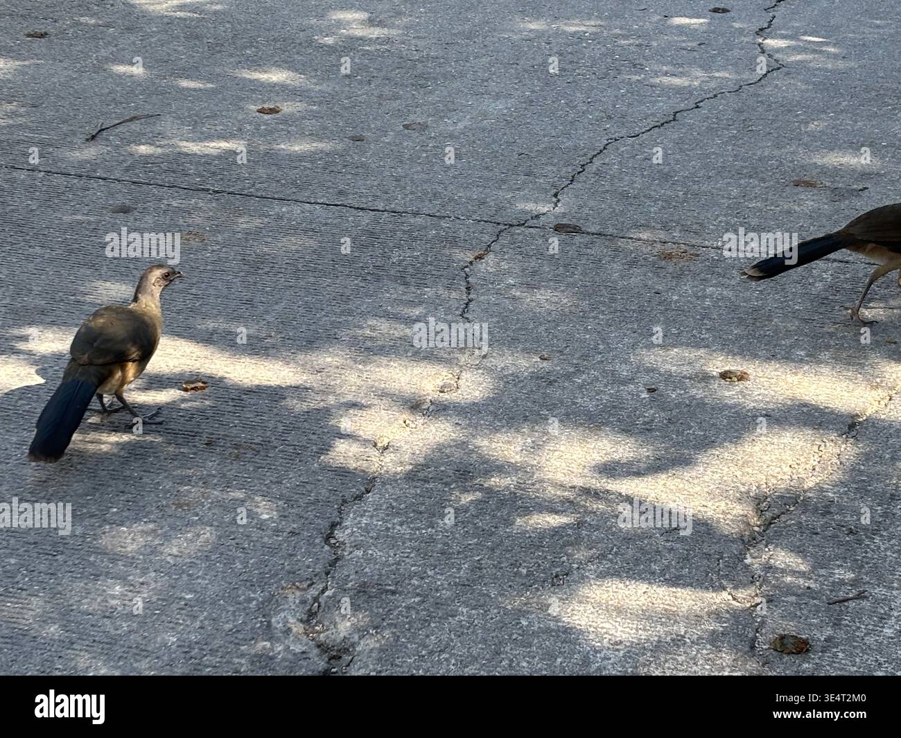 Plain chachalaca walking across cracked asphalt pavement. Stock Photo