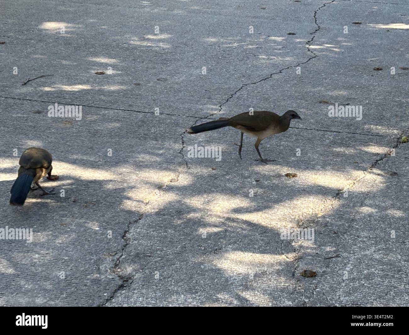 Plain chachalaca walking across cracked asphalt pavement. Stock Photo