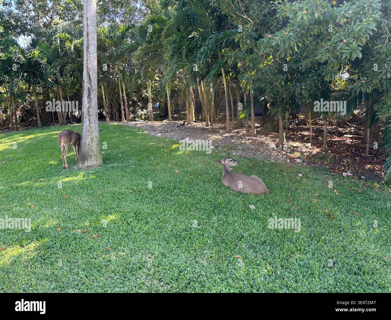 young deer grazing in a lush tropical park setting. - Smartphone Captured Stock Image