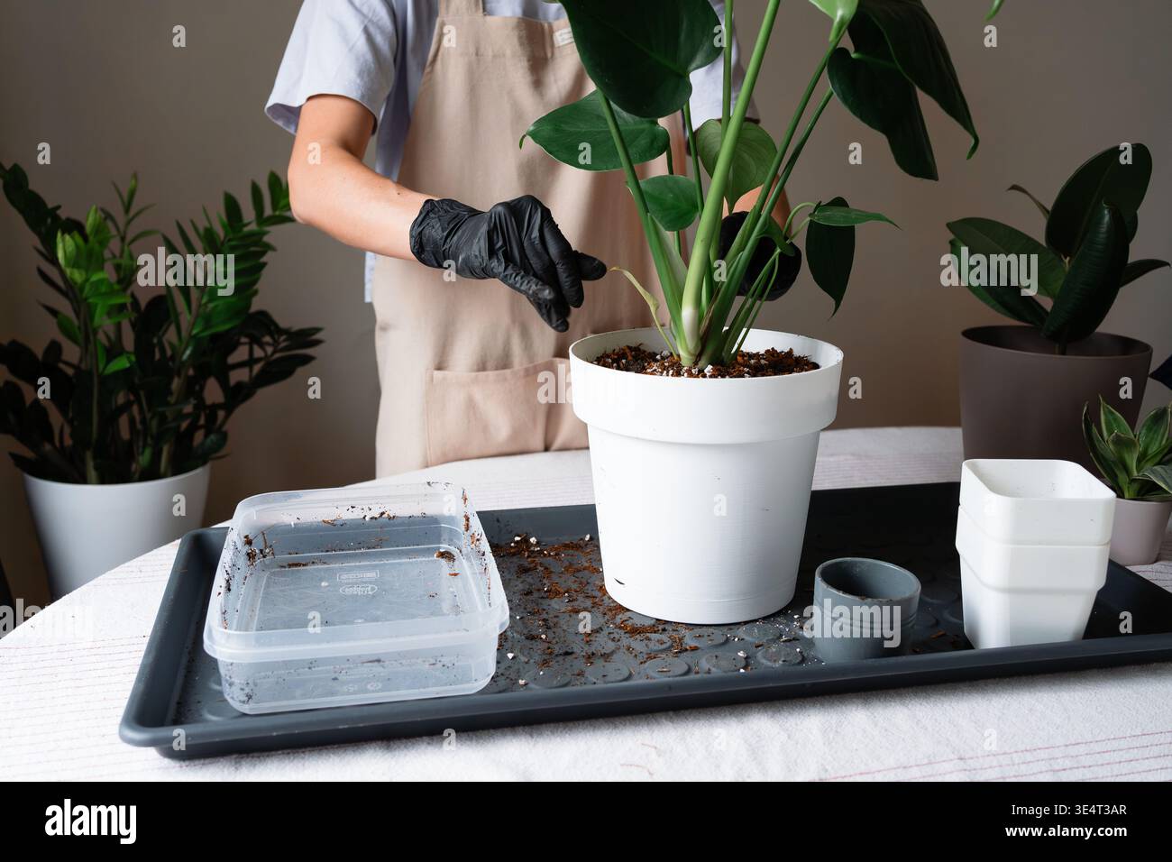 Adjusting soil around a repotted large Monstera deliciosa Stock Photo -  Alamy