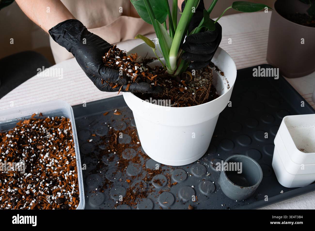 Scooping fresh potting mix into a white pot for a Monstera Stock Photo -  Alamy