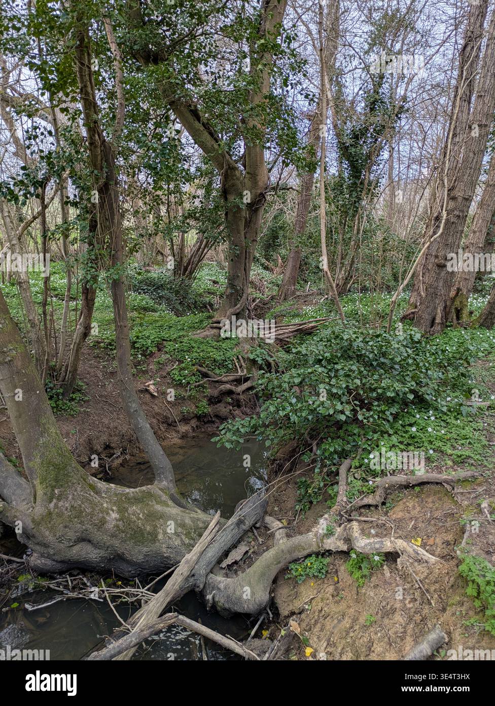 Guestling Woods in Hastings, East Sussex, on a sunny day in spring with blue skies - Smartphone Captured Stock Image