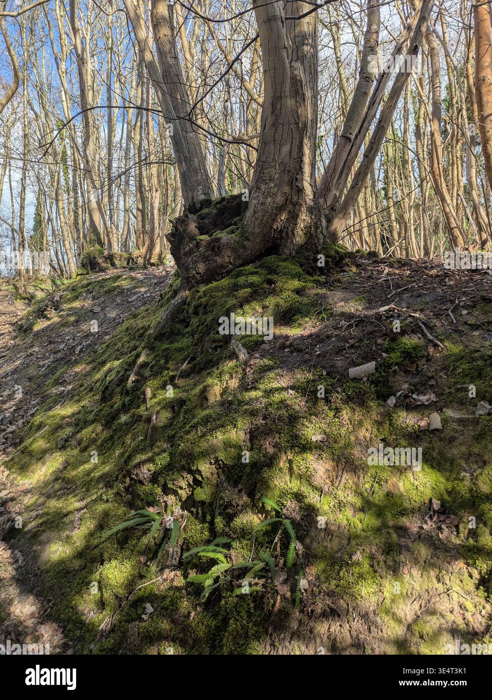 Guestling Woods in Hastings, East Sussex, on a sunny day in spring with blue skies - Smartphone Captured Stock Image