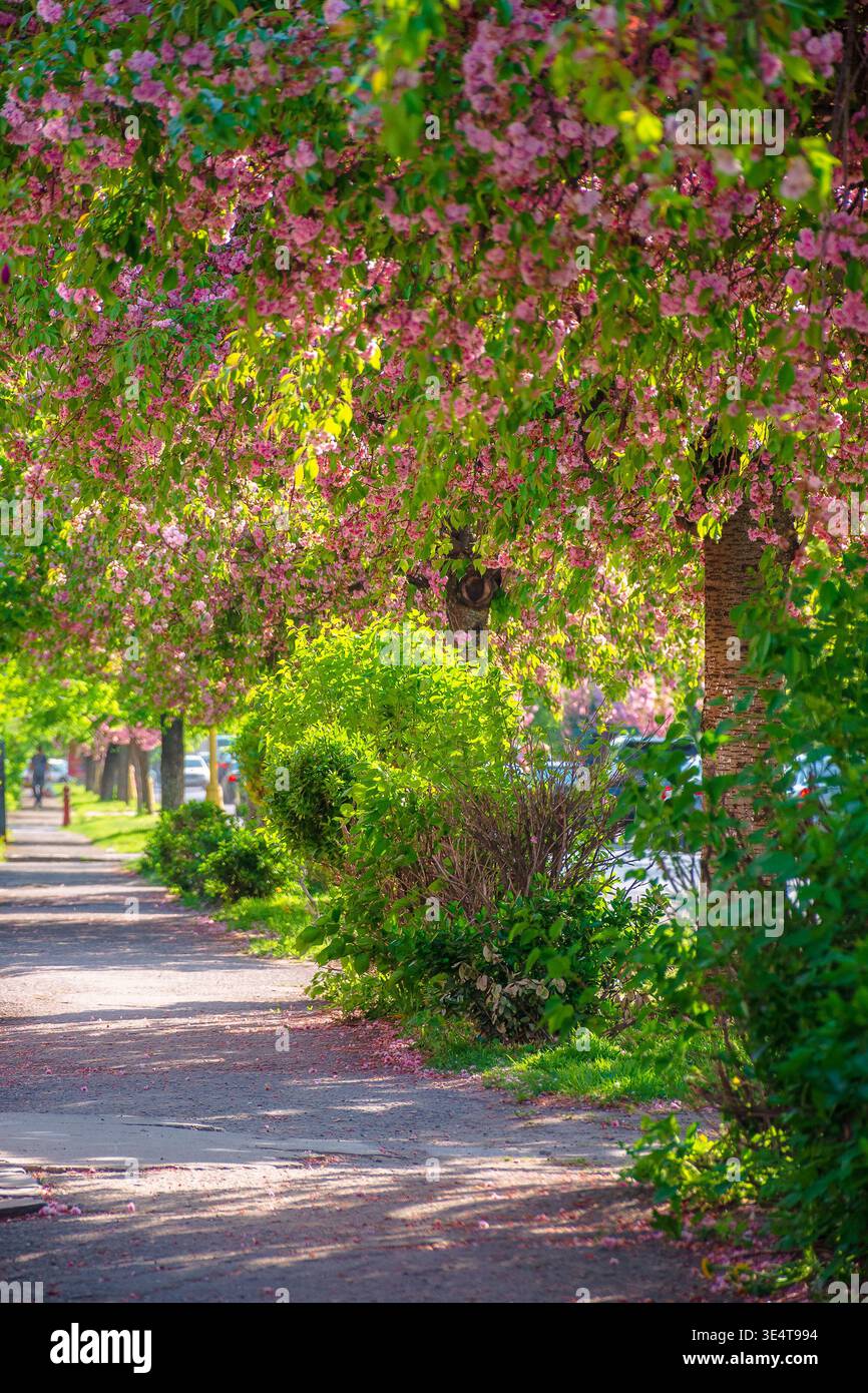 pastel cherry blossom above the street. beautiful urban scenery in spring. sakura blossom season in uzhhorod, ukraine. postcard with narrow sakura all Stock Photo