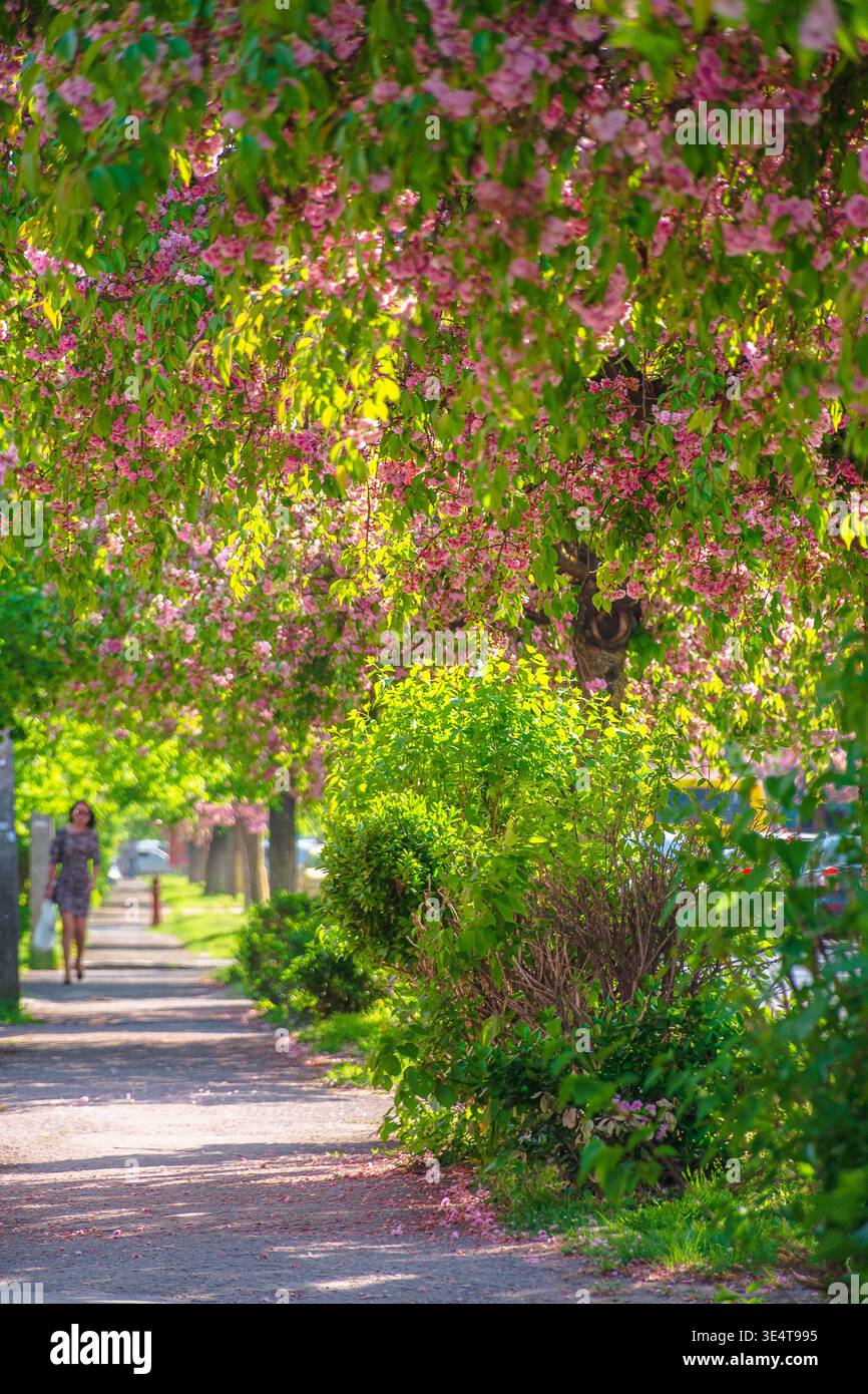 pastel cherry blossom above the street. beautiful urban scenery in spring. sakura blossom season in uzhhorod, ukraine. postcard with narrow sakura all Stock Photo