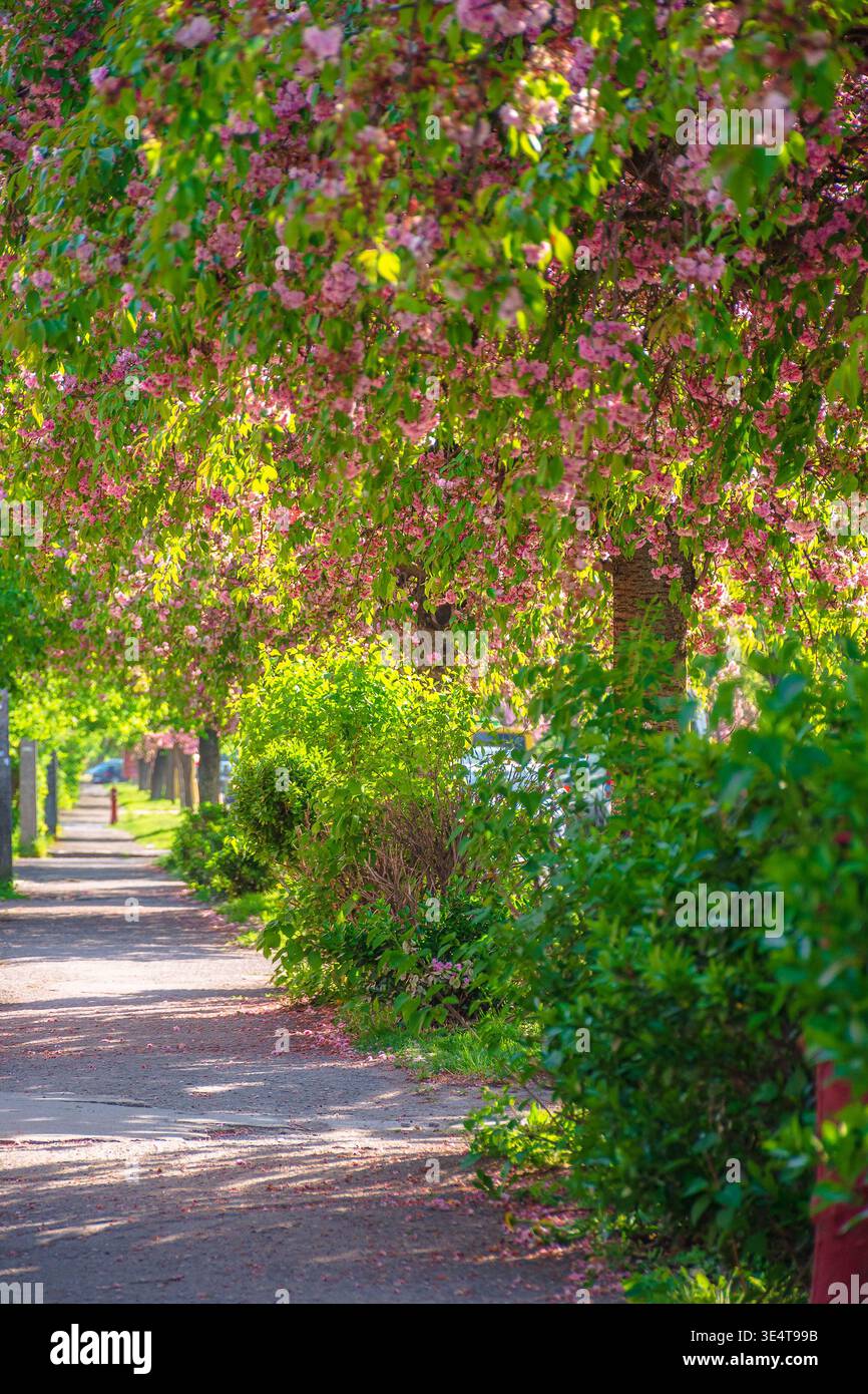 pastel cherry blossom above the street. beautiful urban scenery in spring. sakura blossom season in uzhhorod, ukraine. postcard with narrow sakura all Stock Photo