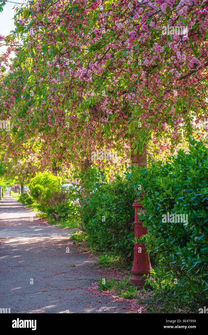 pastel cherry blossom above the street. beautiful urban scenery in spring. sakura blossom season in uzhhorod, ukraine. postcard with narrow sakura all Stock Photo