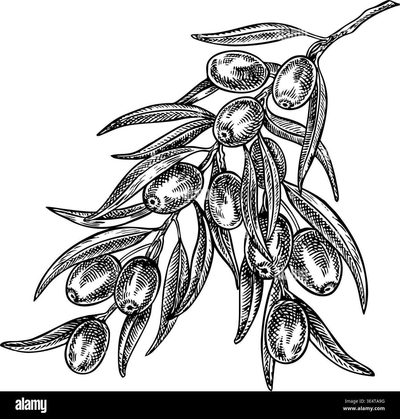 Olive branch with leaves and fruits. Black and white graphic vector ...