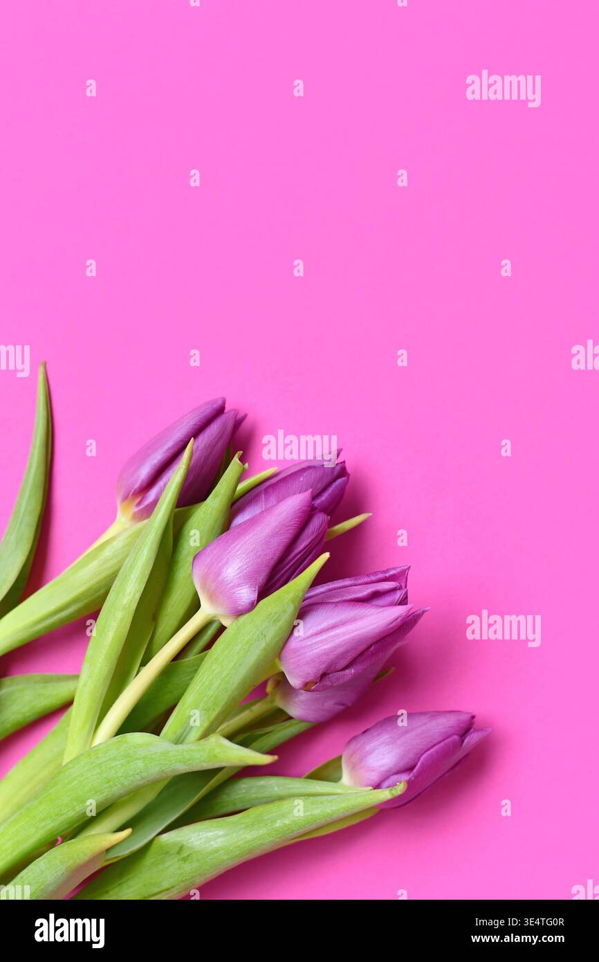 Purple tulip flowers on pink background. Floral spring background with copy space Stock Photo