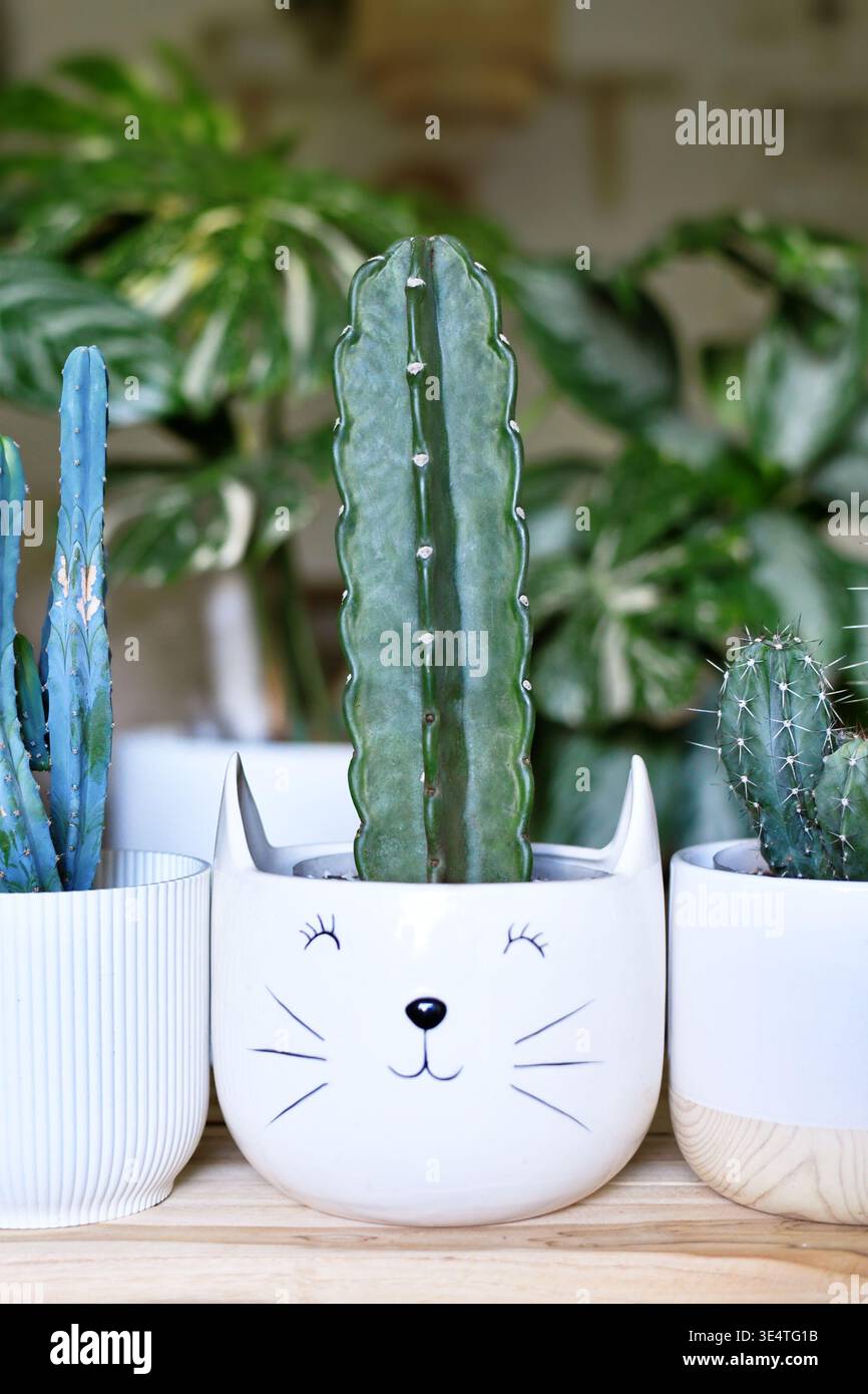 Cactus pot cereus hi-res stock photography and images - Alamy
