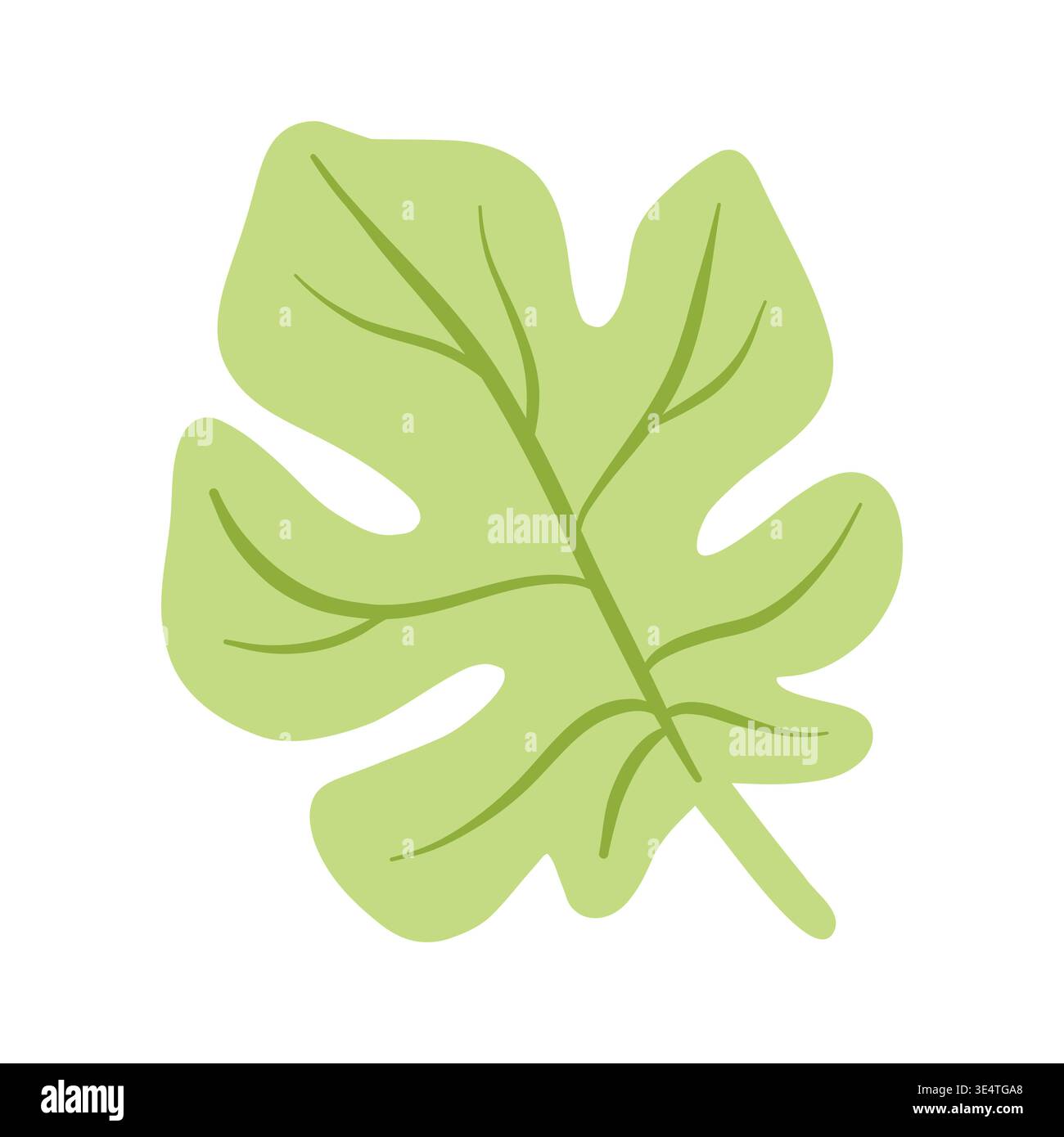 Fig tree leaf flat vector, realistic botanical leaf isolated on white Stock Vector