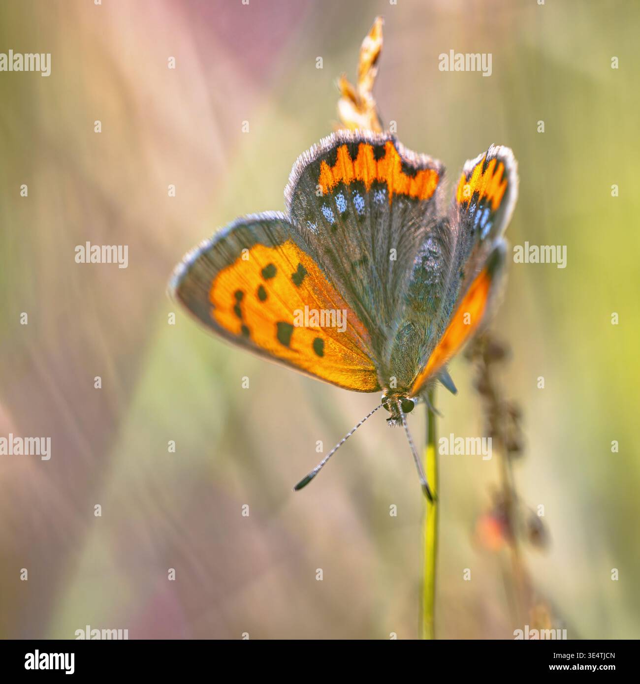 Small copper (Lycaena phlaeas) butterfly perched on grass on a sunny day in july. Schiermonnikoog, Friesland, Netherlands Stock Photo