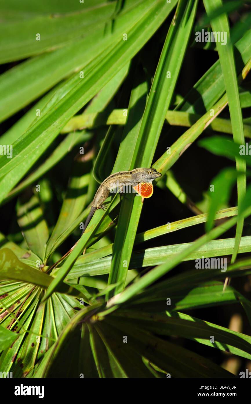 A brown anole (Anolis Sagrei) sitting in a Florida thatch palm, vertical Stock Photo
