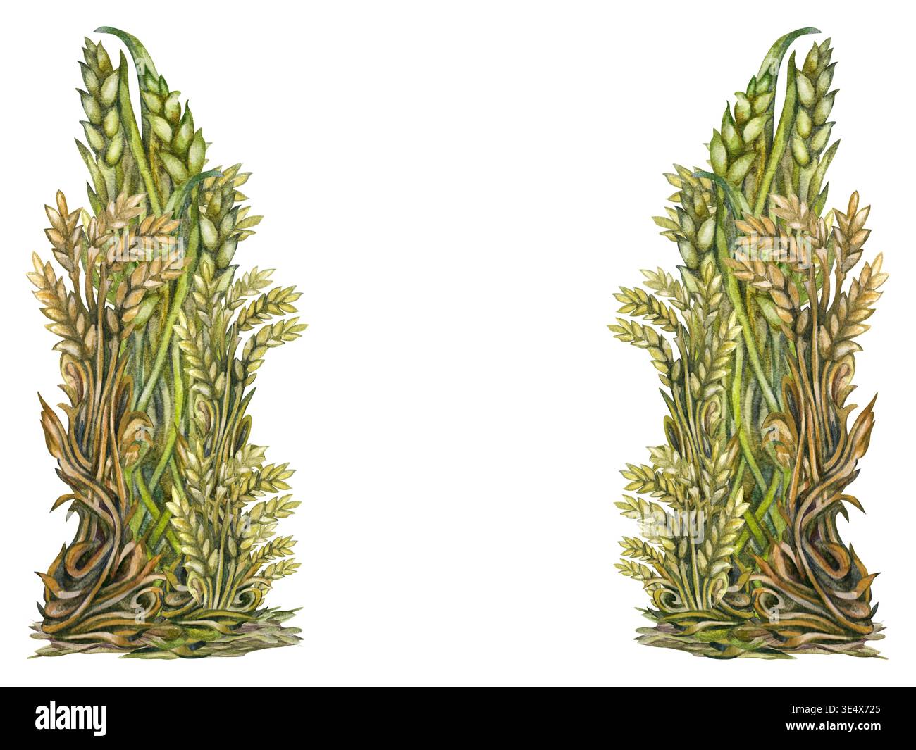 Symmetrical watercolor wheat forming an open composition with empty ...