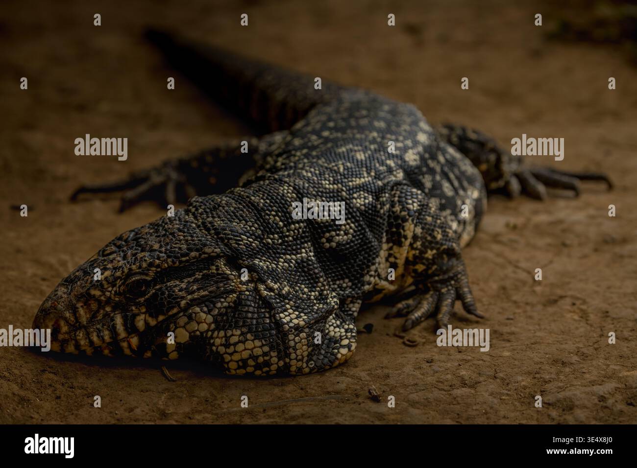 Argentine giant tegu, Tupinambis merianae or Salvator merianae, large ...