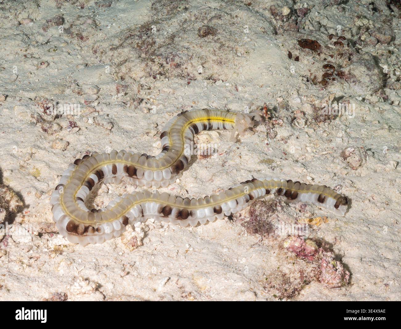 Holoth A sea cucumber, likely a type of Holothurian, is seen crawling across ...