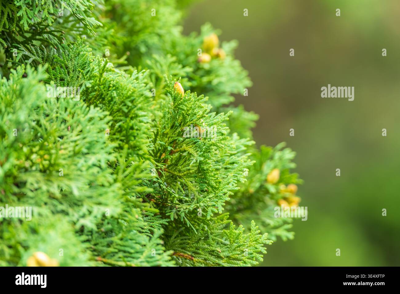 Thuja branches close-up. Thuja branch background. Fresh thuja branches in the sunset light. Stock Photo