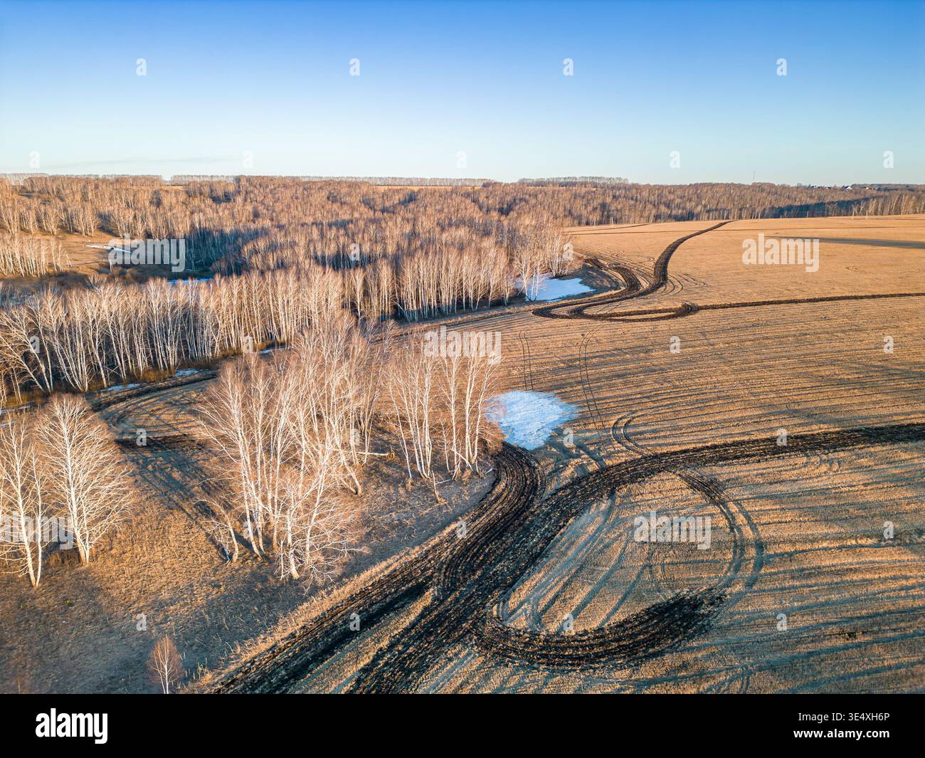 Drone photograph showing white birch clusters dividing golden stubble ...