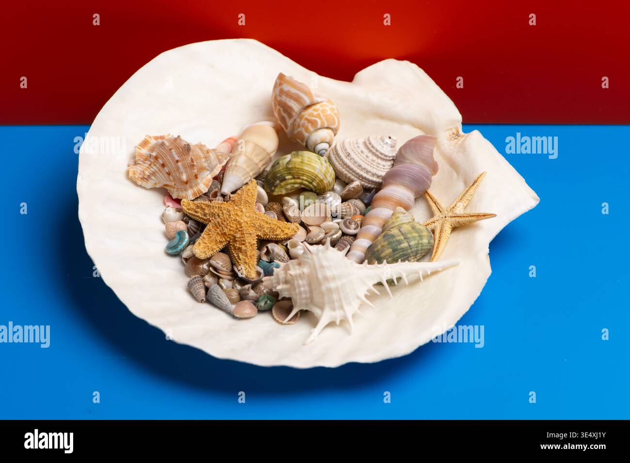 Shell bowl tropical scene. Summer marine shell background. Minimal isolated shell composition. Decorative texture shell concept. Stock Photo