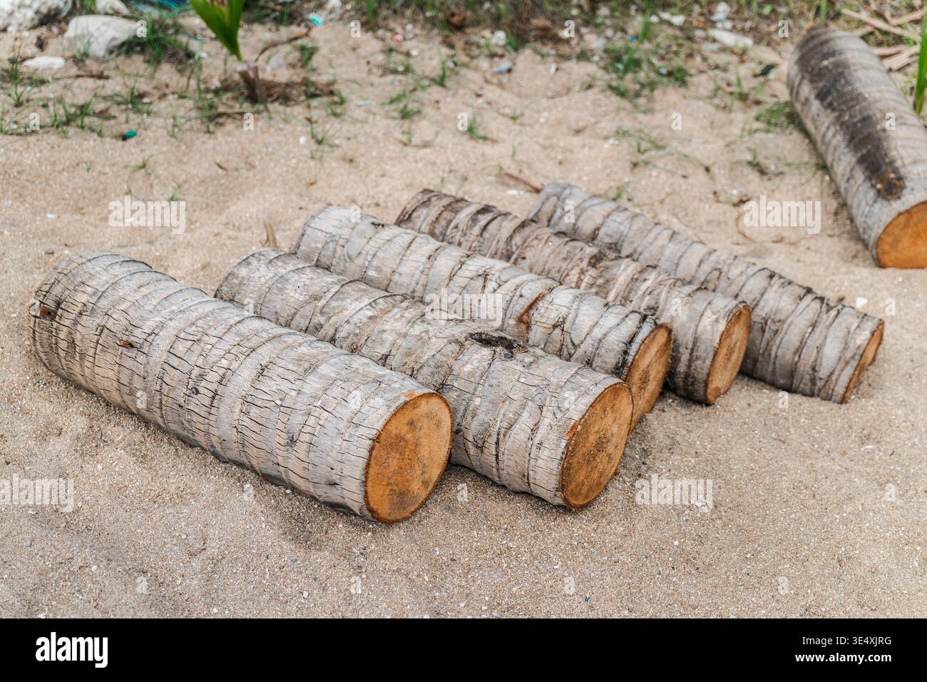 Cut palm tree trunks lying on sandy ground on tropical beach Koh Samui Thailand Stock Photo