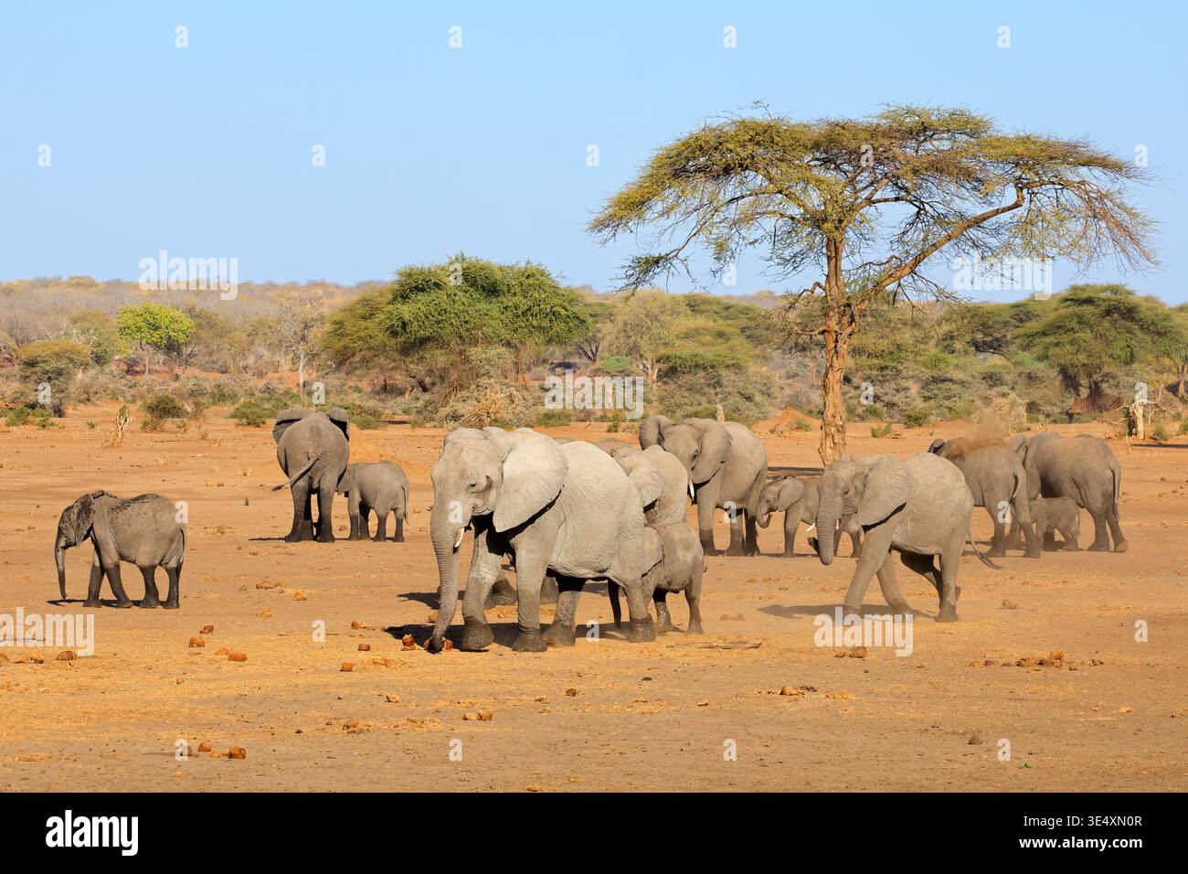 An African elephant (Loxodonta africana) herd walking in natural habitat, Botswana Stock Photo
