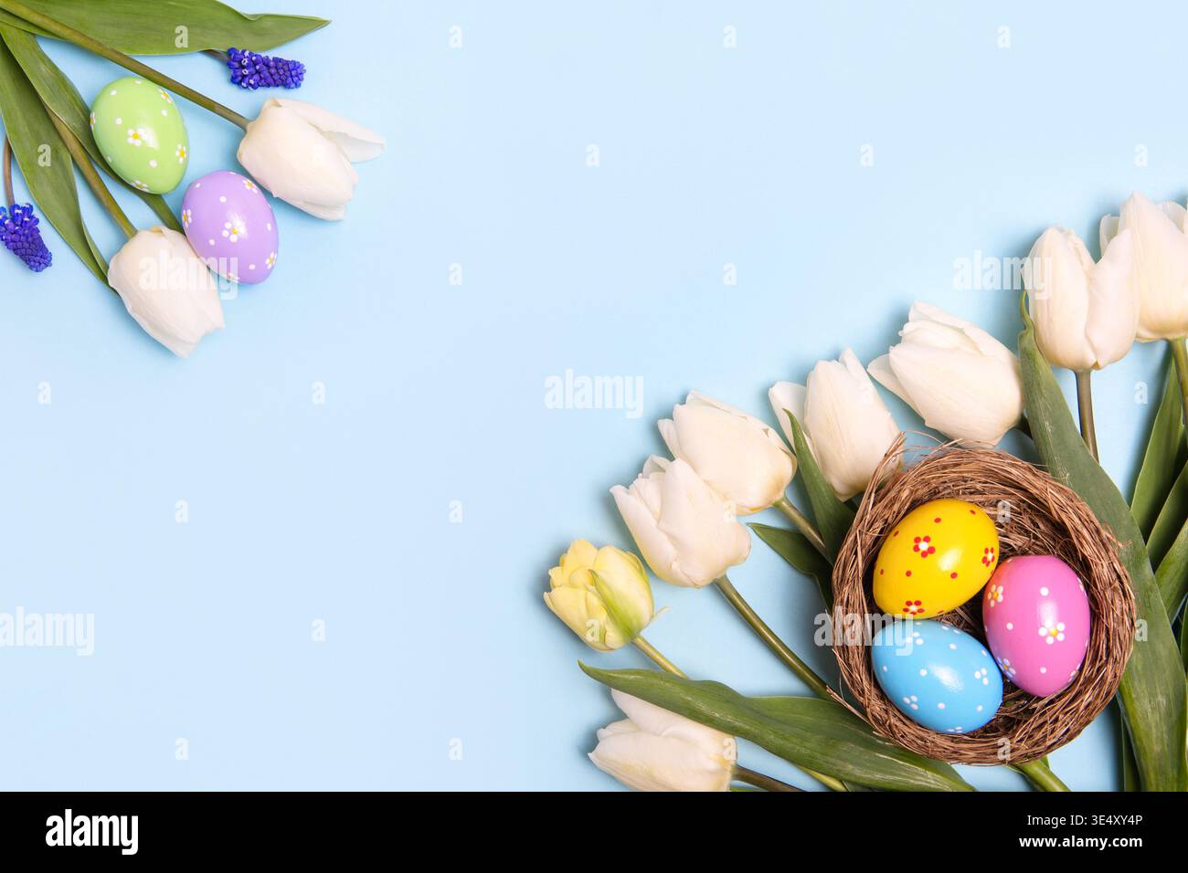 Easter colored painted eggs in bird nest with white tulips on blue ...